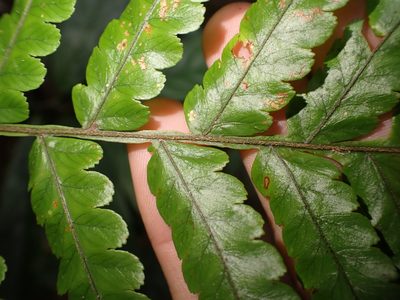 Gymnosphaera metteniana, photographed by 呂一起(Lyu yi-chi)