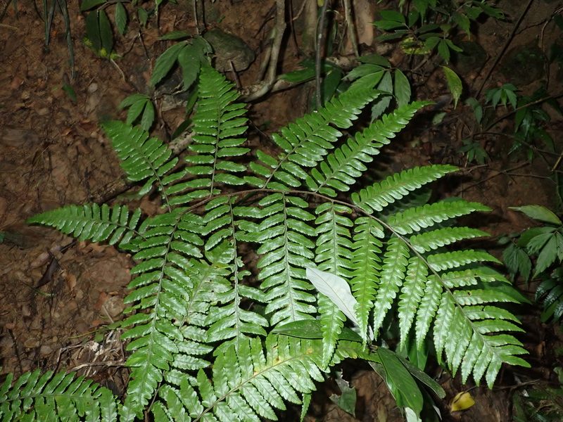 Gymnosphaera metteniana, photographed by 呂一起(Lyu yi-chi)