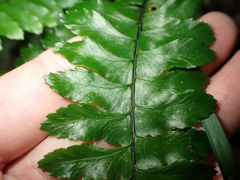 Hymenasplenium apogamum, photographed by 呂一起(Lyu yi-chi)