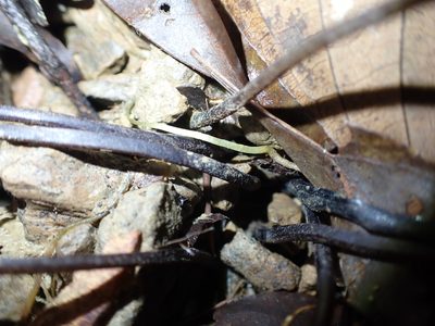 Hymenasplenium apogamum, photographed by 呂一起(Lyu yi-chi)