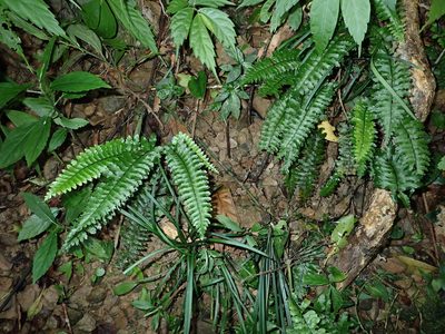 Hymenasplenium apogamum, photographed by 呂一起(Lyu yi-chi)