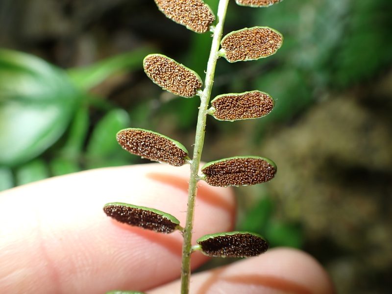 Bolbitis appendiculata, photographed by 呂一起(Lyu yi-chi)