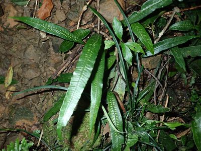 Deparia lancea, photographed by 呂一起(Lyu yi-chi)