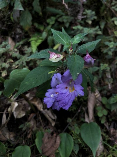 Impatiens arguta, photographed by Divya Mudappa