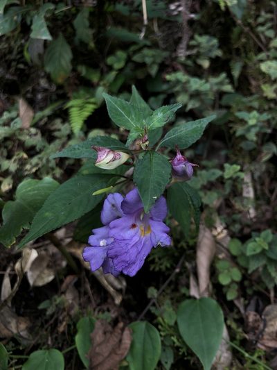 Impatiens arguta, photographed by Divya Mudappa