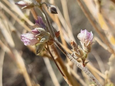 Malacothamnus orbiculatus, photographed by Daniel S.