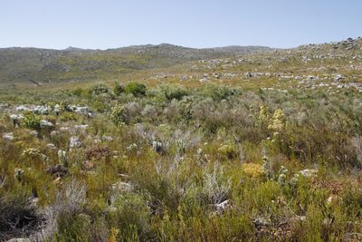 Leucadendron floridum, photographed by Tony Rebelo