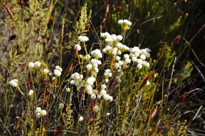 Lachnaea densiflora, photographed by Tony Rebelo
