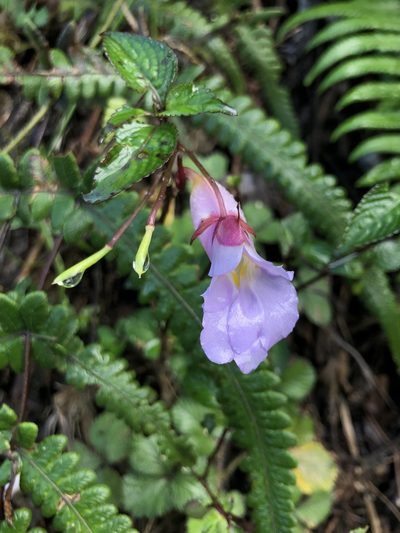 Impatiens arguta, photographed by Divya Mudappa