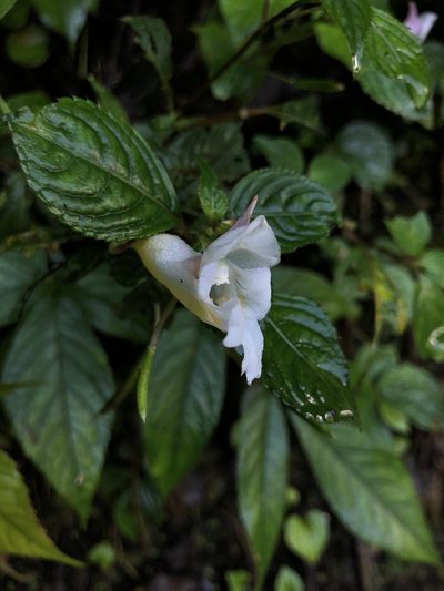 Impatiens arguta, photographed by Divya Mudappa