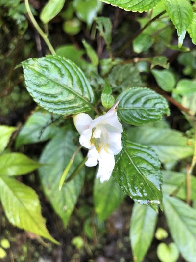 Impatiens arguta, photographed by Divya Mudappa