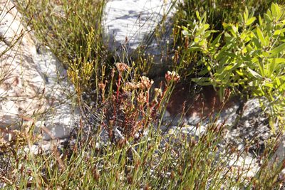 Crassula fascicularis, photographed by Tony Rebelo