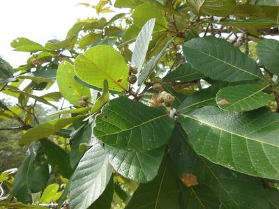 Quercus purulhana, photographed by Neptalí Ramírez Marcial