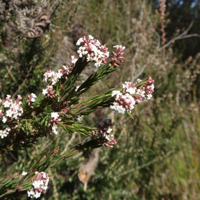 Leucopogon collinus, photographed by Cowirrie
