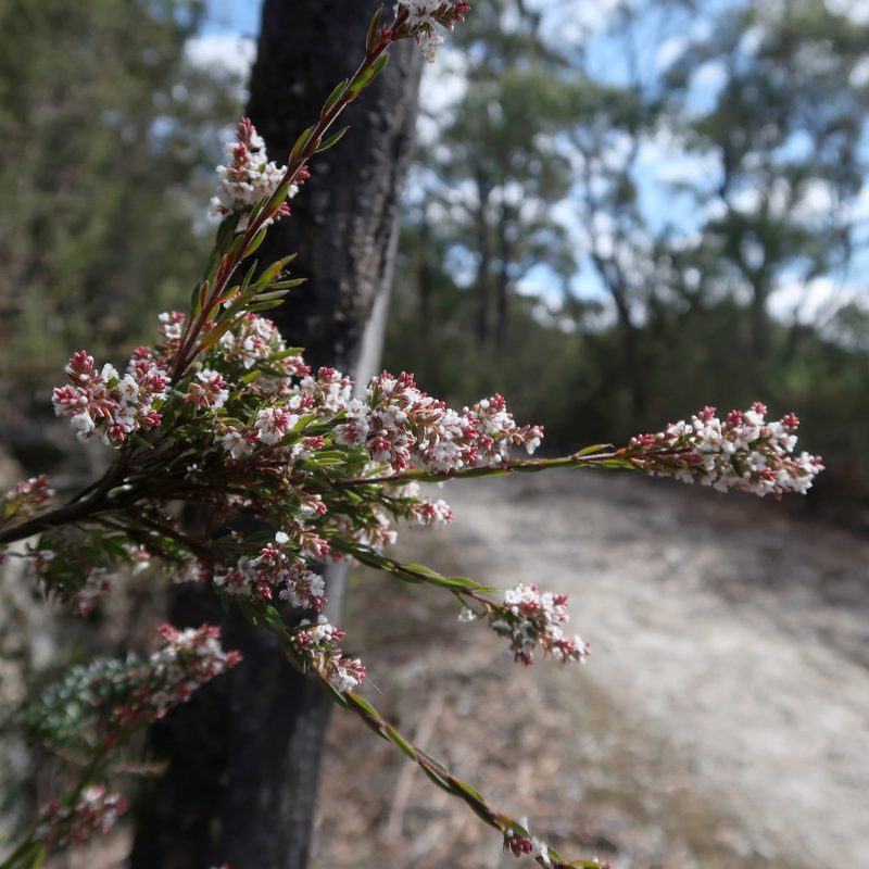 Leucopogon collinus, photographed by Cowirrie