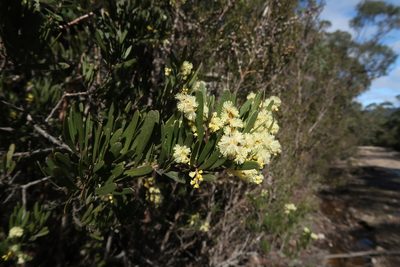 Acacia mucronata