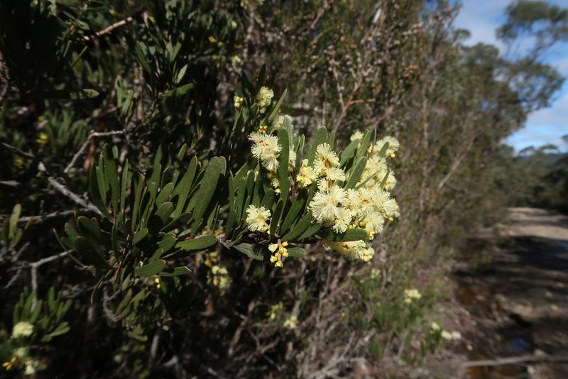 Acacia mucronata, photographed by Cowirrie