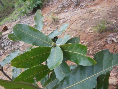 Quercus elliptica, photographed by Neptalí Ramírez Marcial
