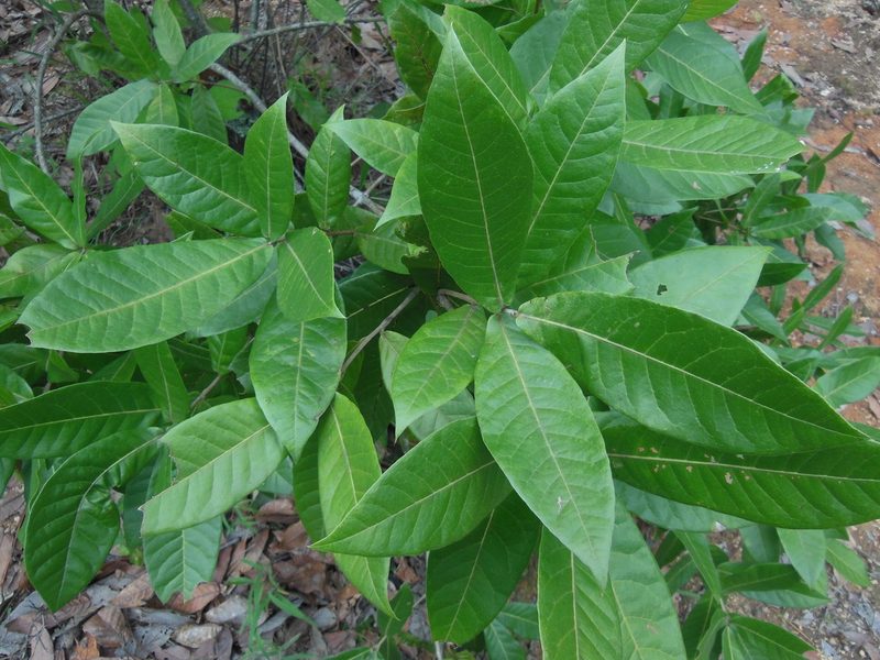 Quercus sapotifolia, photographed by Neptalí Ramírez Marcial