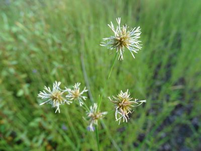 Rhynchospora holoschoenoides, photographed by Alexis López Hernández