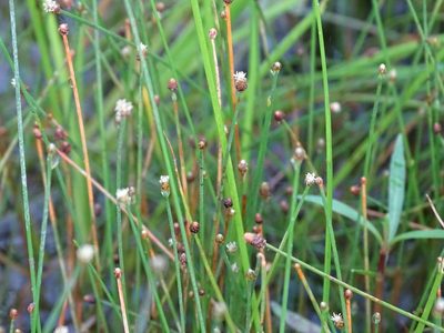 Eleocharis geniculata, photographed by Alexis López Hernández