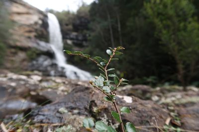 Nothofagus cunninghamii, photographed by Cowirrie