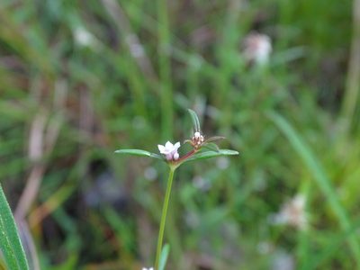 Spermacoce confusa, photographed by Alexis López Hernández