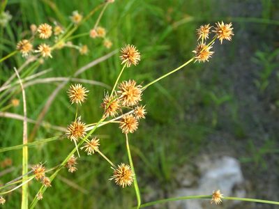 Rhynchospora holoschoenoides, photographed by Alexis López Hernández