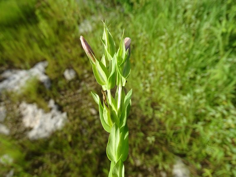 Schultesia brachyptera, photographed by Alexis López Hernández
