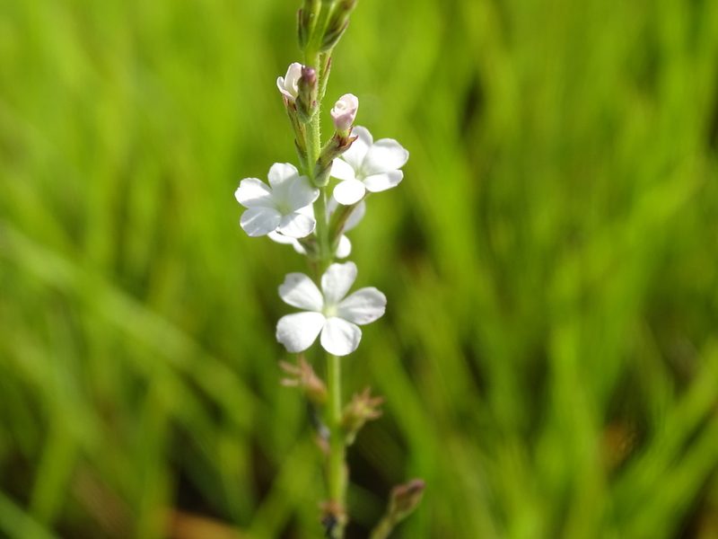 Buchnera pusilla, photographed by Alexis López Hernández