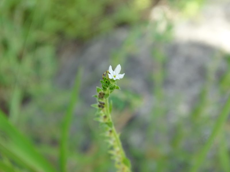 Euploca filiformis, photographed by Alexis López Hernández