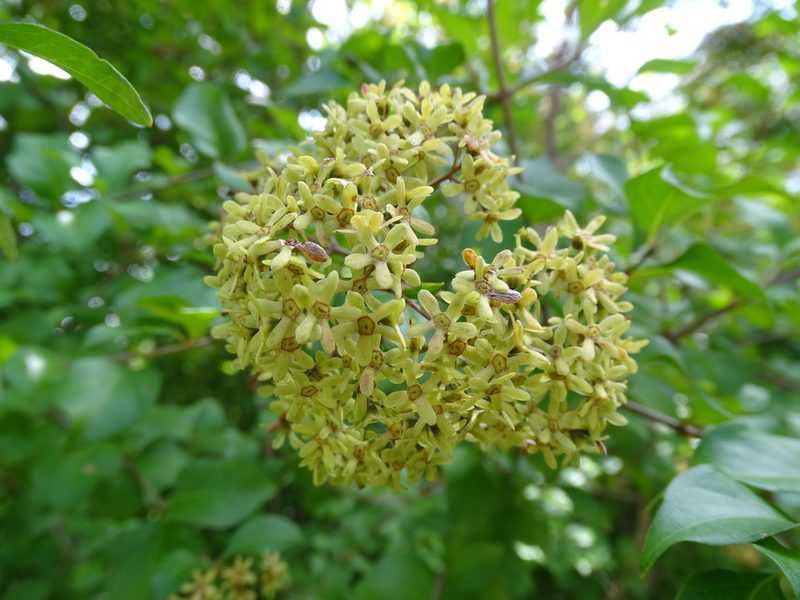 Machaonia lindeniana, photographed by Alexis López Hernández