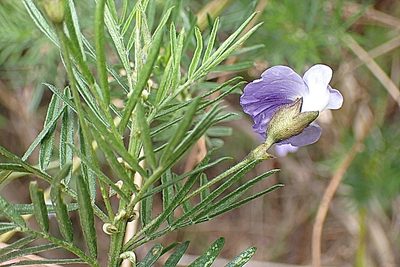 Psoralea arborea, photographed by Di Turner