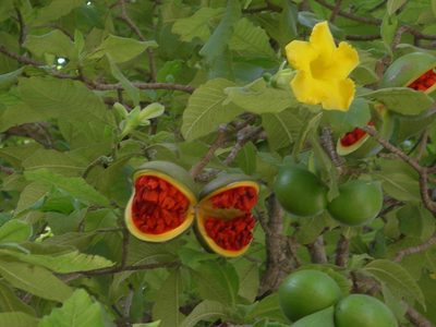 Tabernaemontana glabra, photographed by Neptalí Ramírez Marcial