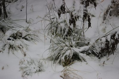 Deschampsia cespitosa, photographed by Tatiana Strus