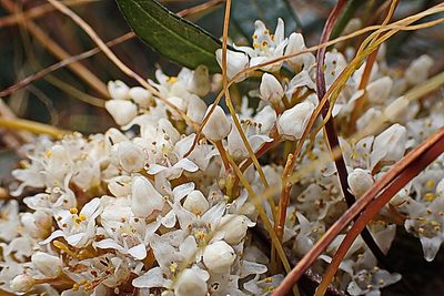 Cuscuta africana, photographed by Di Turner