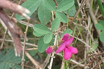 Hypocalyptus coluteoides, photographed by Di Turner