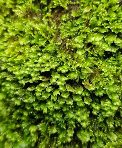 Scapania aspera, photographed by Helen Waterman