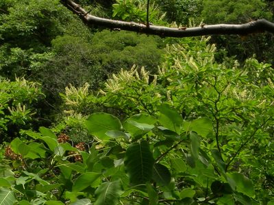 Terminalia macrostachya, photographed by Neptalí Ramírez Marcial