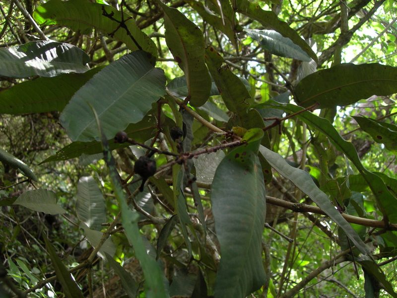 Myrcia bartlettii, photographed by Neptalí Ramírez Marcial