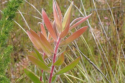 Leucadendron conicum, photographed by Di Turner