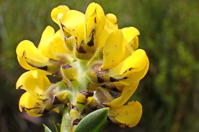 Liparia hirsuta, photographed by Di Turner