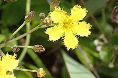 Villarsia capensis, photographed by Di Turner