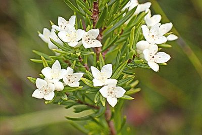 Lachnaea diosmoides, photographed by Di Turner