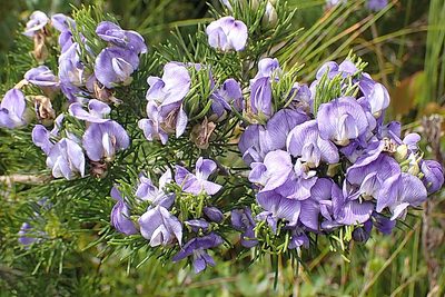 Psoralea speciosa, photographed by Di Turner