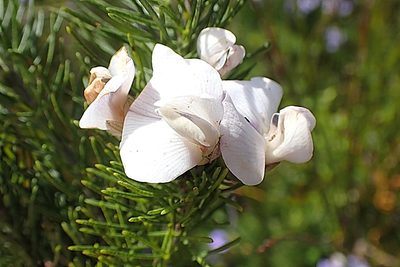 Psoralea speciosa, photographed by Di Turner