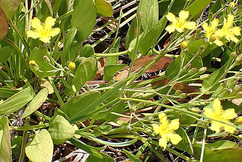 Villarsia capensis, photographed by Di Turner