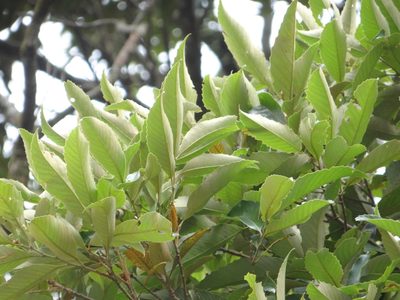 Castanopsis indica, photographed by 呂一起(Lyu yi-chi)