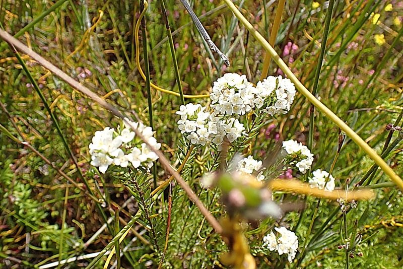 Lachnaea diosmoides, photographed by Di Turner