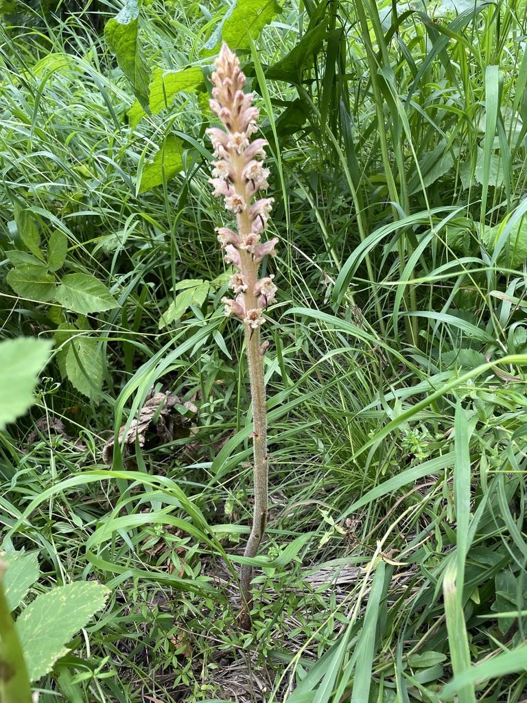 Orobanche bartlingii, photographed by Марина Садыкова